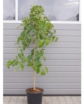 Häng-Mullbär